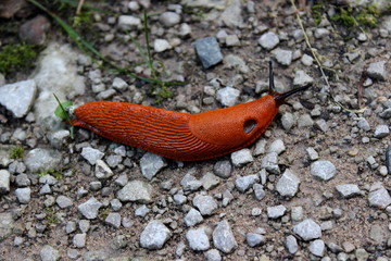 Nacktschnecke,Wegschnecke