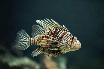 Pazifische Rotfeuerfisch (Pterois volitans) 