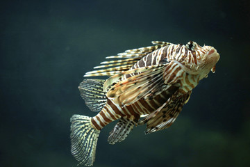 Pazifische Rotfeuerfisch (Pterois volitans) 