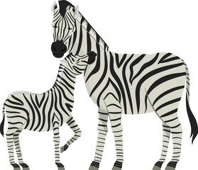 Zebra Foal Illustration