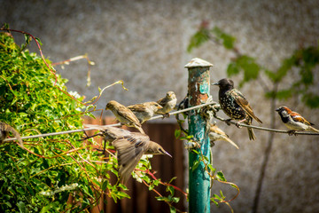 British birds in the home garden, close up shot, beautiful background.