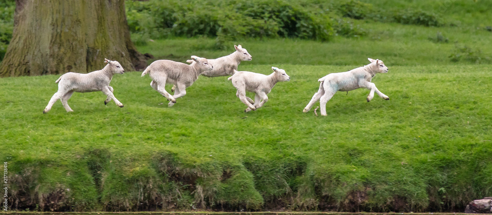 Wall mural 5 gambling lambs