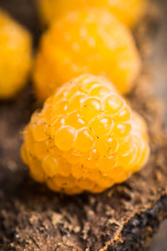 Ripe raspberry on the wooden bark. Selective focus. Shallow depth of field.