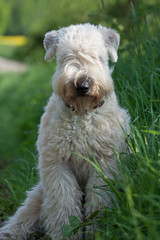 Dog Soft Coated Wheaten Terrier Dogs