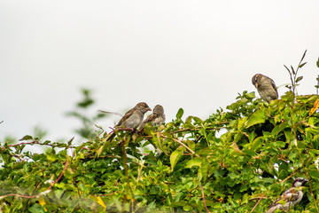 British birds in the home garden, close up shot, beautiful background.