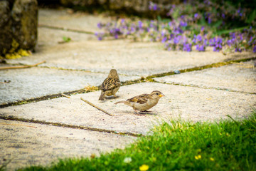 British birds in the home garden, close up shot, beautiful background.