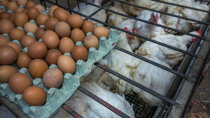 Chickens crammed in cages at a market in Morocco.