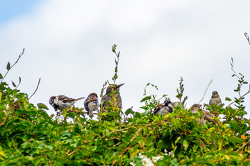 British birds in the home garden, close up shot, beautiful background.