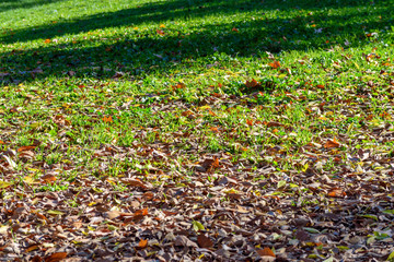 Obraz premium Yellow, orange and red autumn leaves in beautiful fall park.