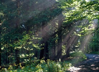 The sun's rays penetrate the forest between the branches in the morning