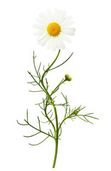 Daisy flower and buds