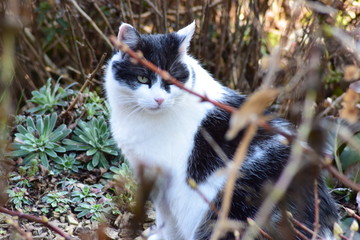 Unsere Katze - Mietzi