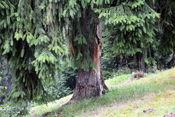 Beautiful big fir tree in the forest. Carpathians