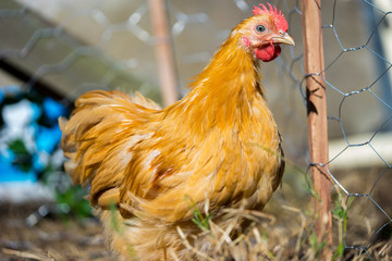 Young Penking Bantam Rooster