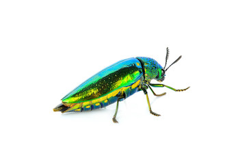 Fototapeta premium metallic wood-boring beetle isolated on white background.