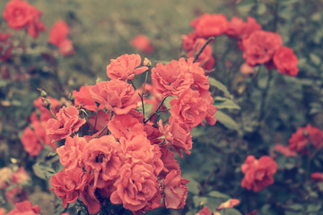 Beautiful rose flowers in the garden. Vintage photo