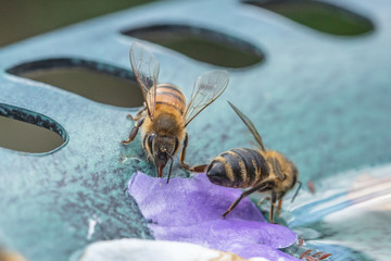 bienenander tränke