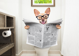 dog on toilet seat reading newspaper