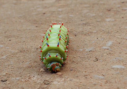 Caterpillar