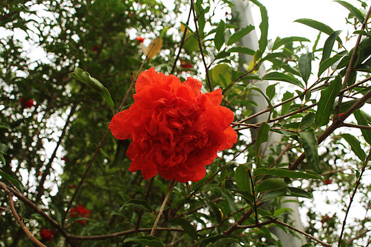 Red flower