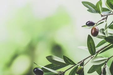 Wandaufkleber Green olive tree branch © happy_lark