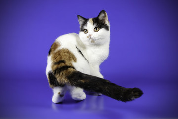 scottish straight shorthair cat on colored backgrounds
