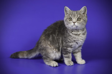 scottish straight shorthair cat on colored backgrounds