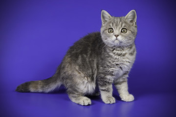 Fototapeta na wymiar scottish straight shorthair cat on colored backgrounds