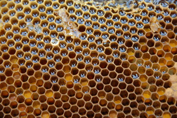 ミツバチの巣箱