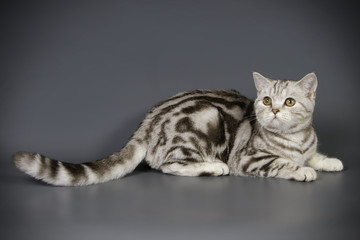 scottish straight shorthair cat on colored backgrounds