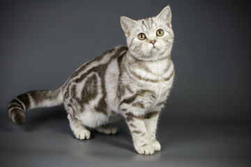 Naklejka na ściany i meble scottish straight shorthair cat on colored backgrounds