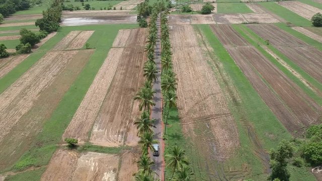 A road with palms - Goa, India