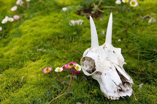 Cr&acirc;ne de chamois dans l'herbe, alpes suisses