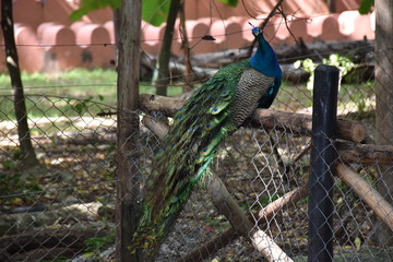 Obraz premium peacock on prison island