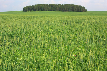 Wheat ears field