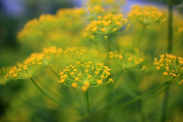 Obraz premium Flower of dill in the garden
