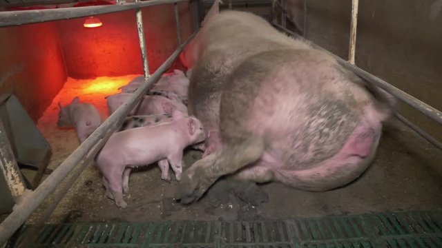 Piglets in a pigsty standing and being breast fed by gilt.