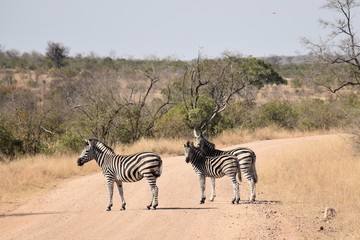 Obraz premium Zebras