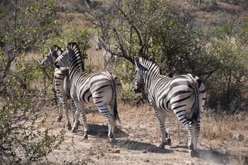 Zebras