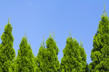 Green Hedge of Thuja Trees, nature, background Against the background of the blue sky