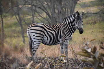 Zebra