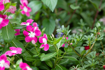 ピンク色のニチニチソウの花