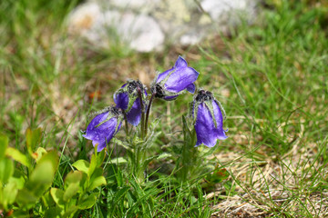 Campanula alpina