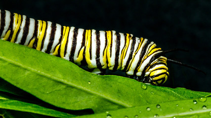 Caterpillar of Monarch Butterfly
