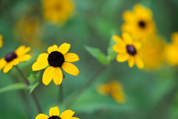 黄色いルドベキアの花