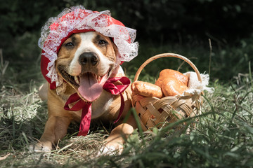 Cute dog in halloween fairy-tale costume of little red cap. Portrait of puppy posing in red riding...