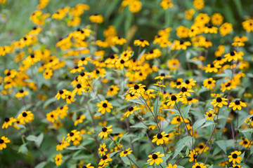 黄色いルドベキアの花
