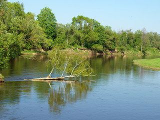 Wetland in the forest