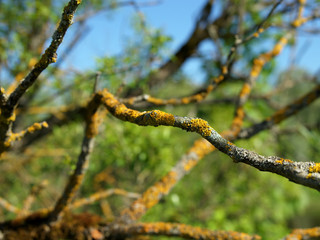 Moss on a branch