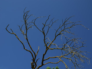 Silhouette of a leafless tree
